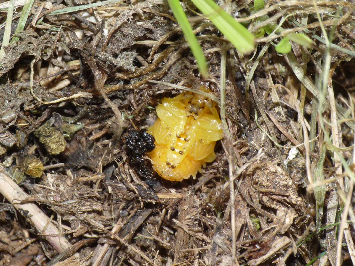 Chrysolina haemoptera con larve e pupe di Galeruca sp..